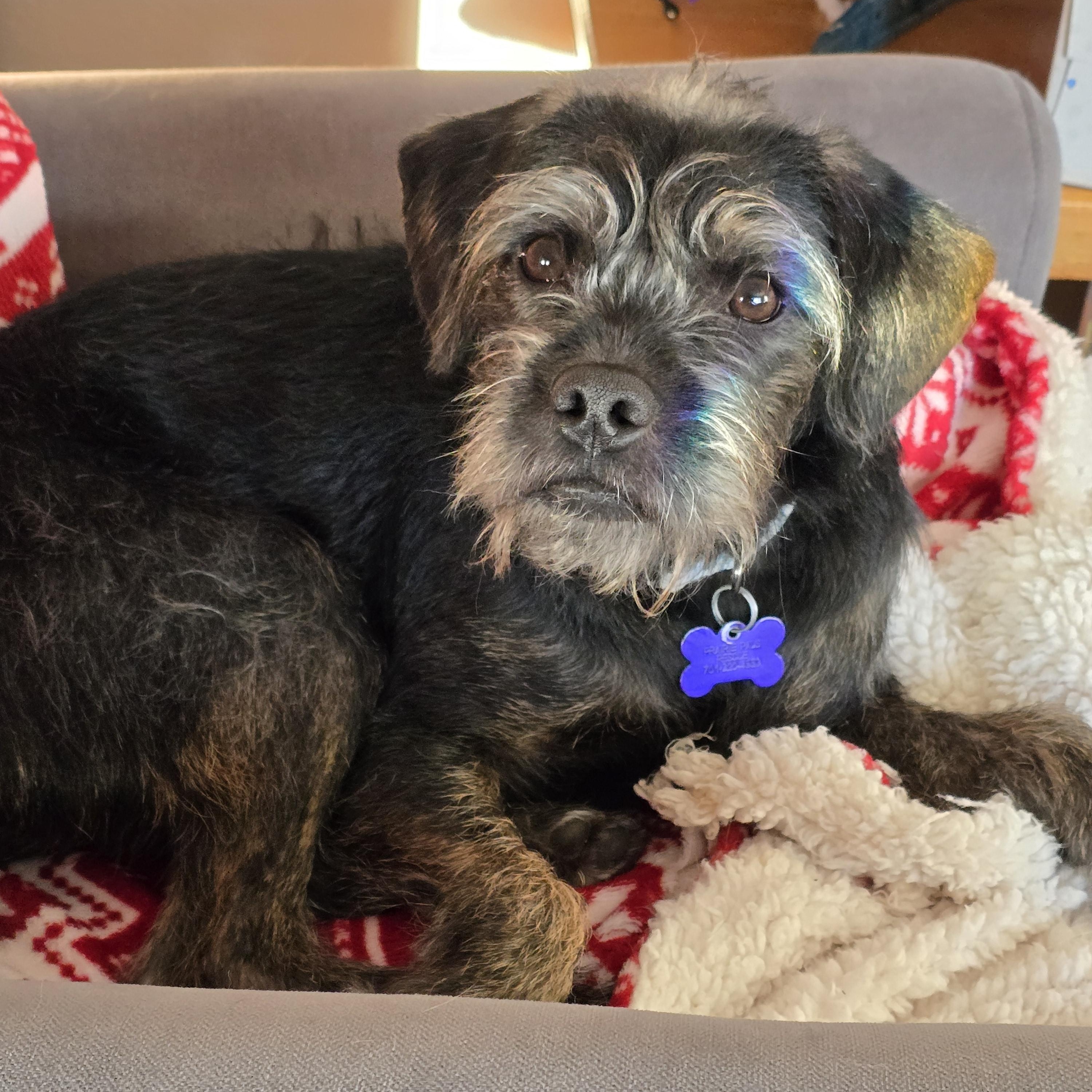 Odie, Adoptable, Young Male Miniature Schnauzer.