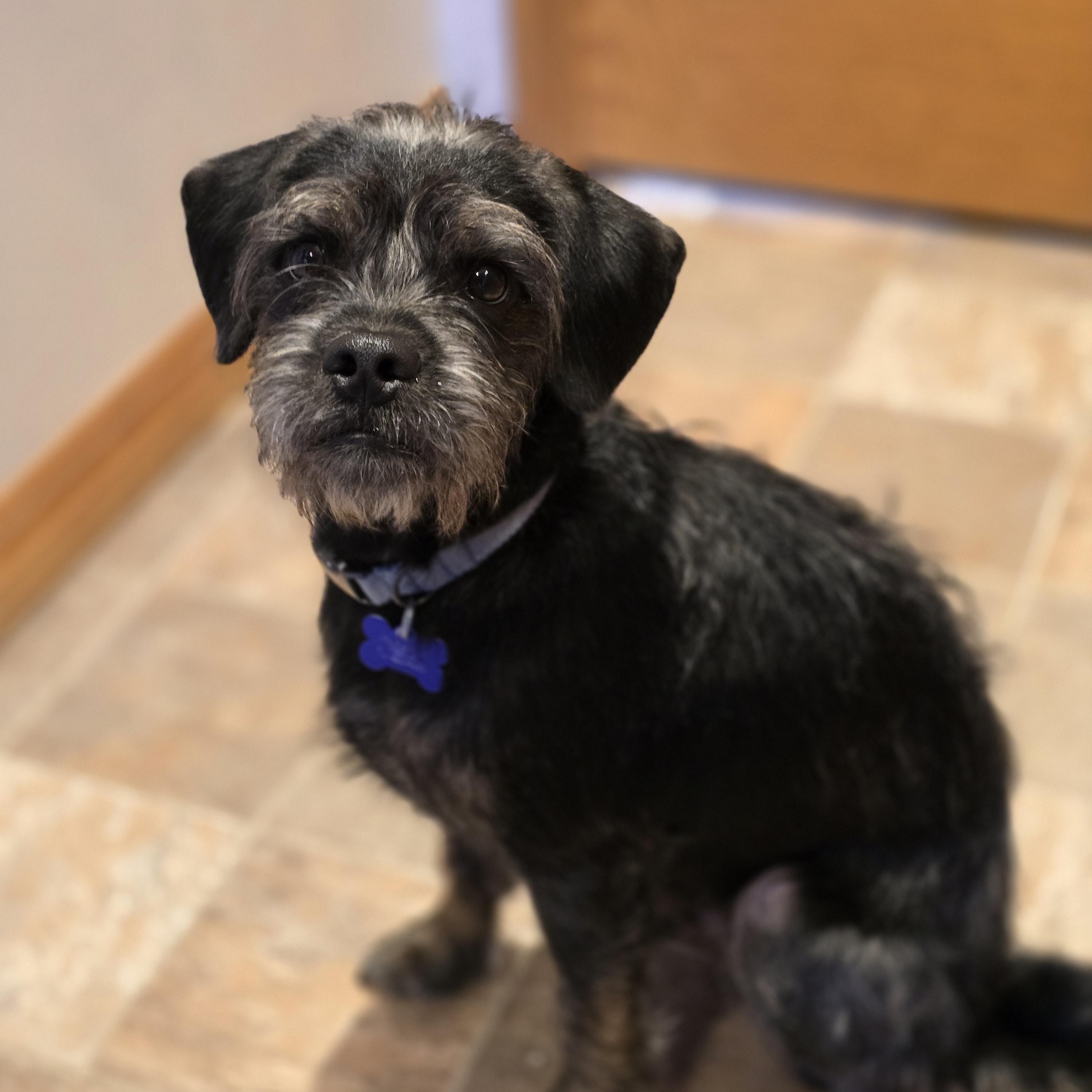 Enlarge Odie, a Adoptable mixed breed in Jamestown, ND image 6/6