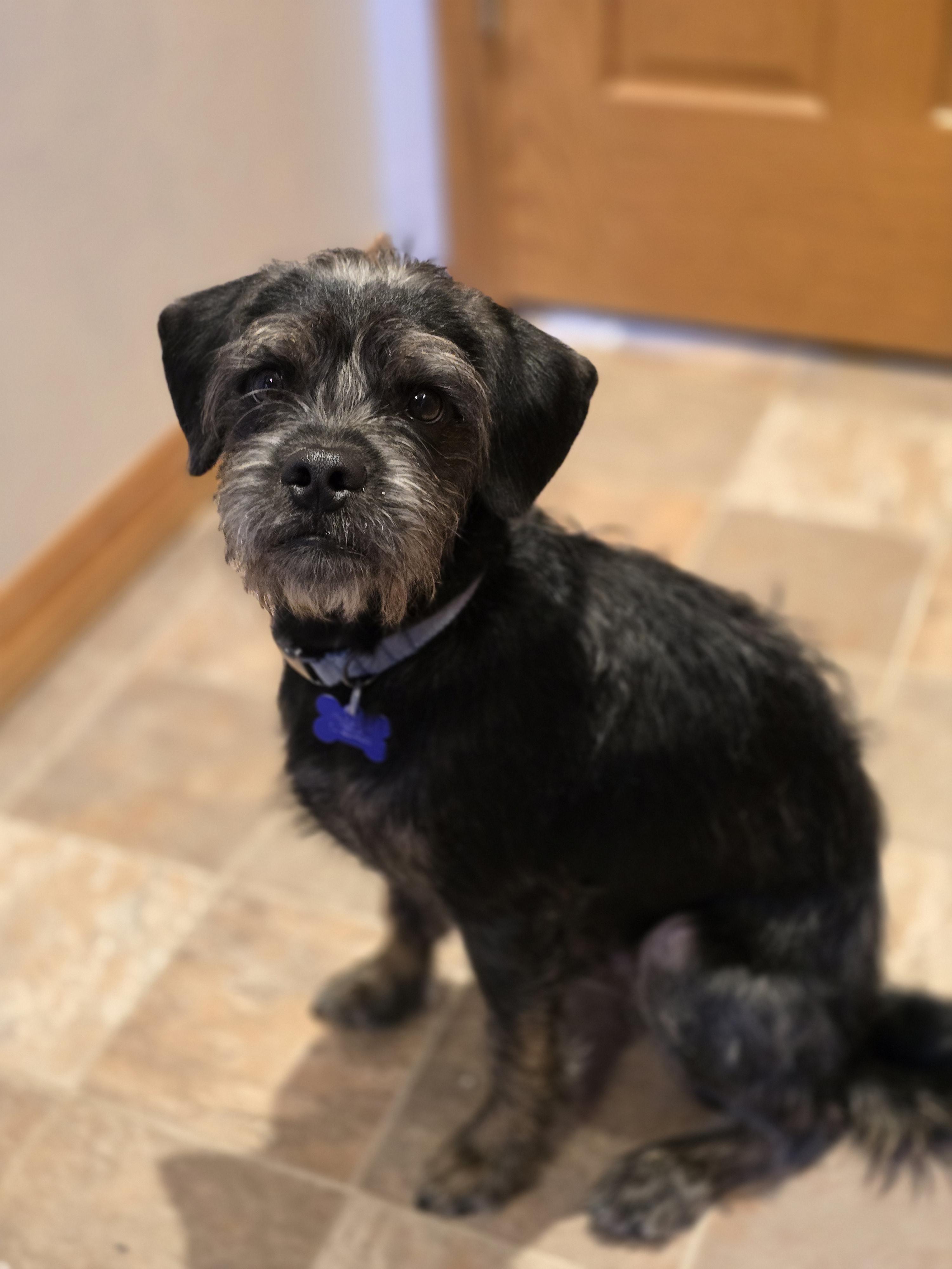 Enlarge Odie, a Adoptable mixed breed in Jamestown, ND image 5/6