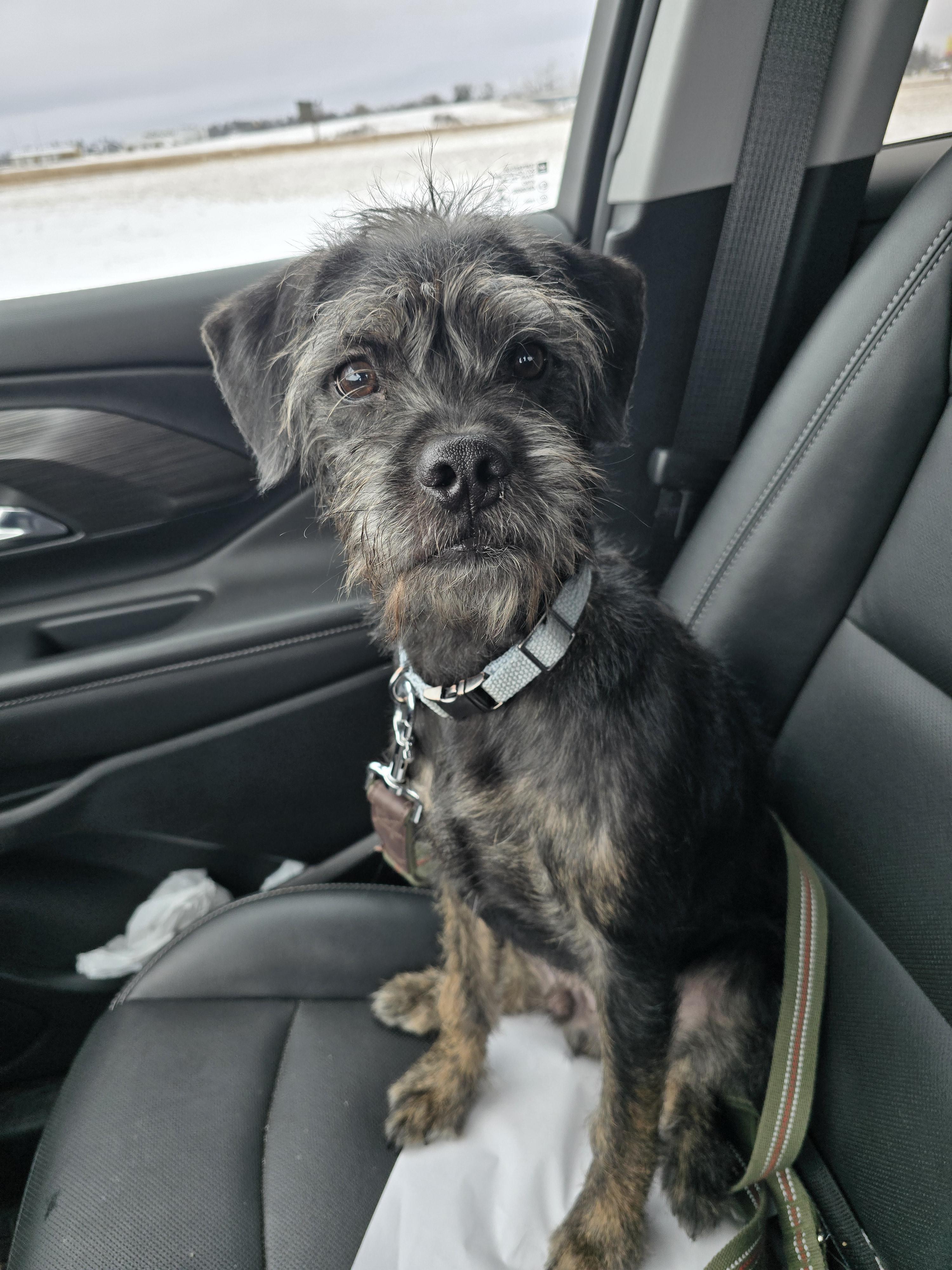 Enlarge Odie, a Adoptable mixed breed in Jamestown, ND image 6/6