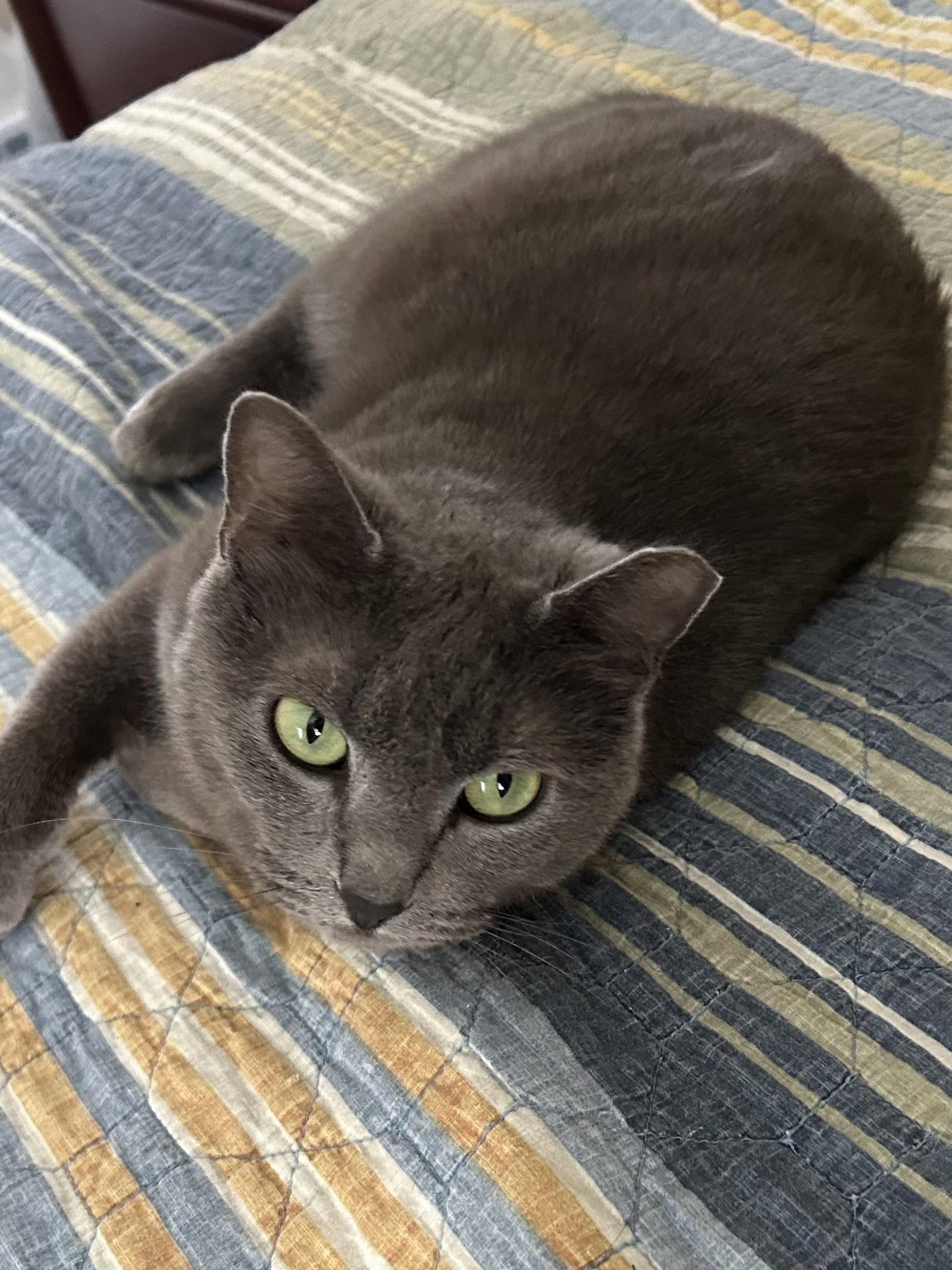 Smokey, Adoptable, Adult Female Domestic Short Hair.
