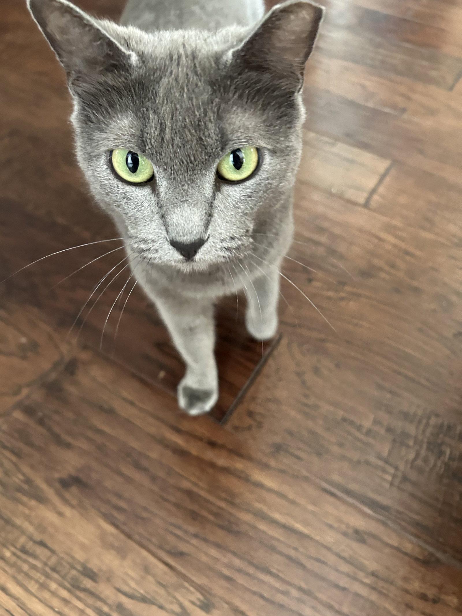 Enlarge Smokey, a Adoptable Domestic Short Hair in The Woodlands, TX image 2/2
