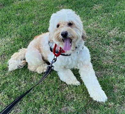 Penzey, Adopted, Young Male Poodle & Terrier.
