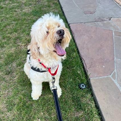 Enlarge Penzey, a Adopted mixed breed in Los Angeles, CA image 2/6