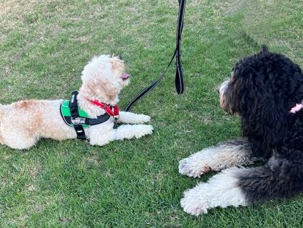 Enlarge Penzey, a Adopted mixed breed in Los Angeles, CA image 4/6