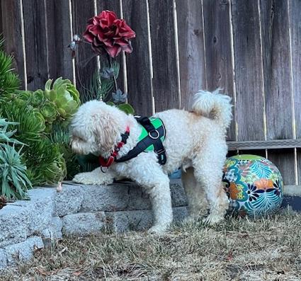 Penzey, Adopted, Young Male Poodle & Terrier.