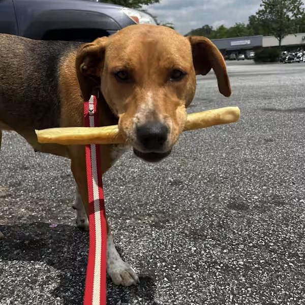 Taffy (Courtesy Post) photo 4