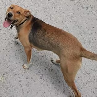 Taffy (Courtesy Post) photo 3