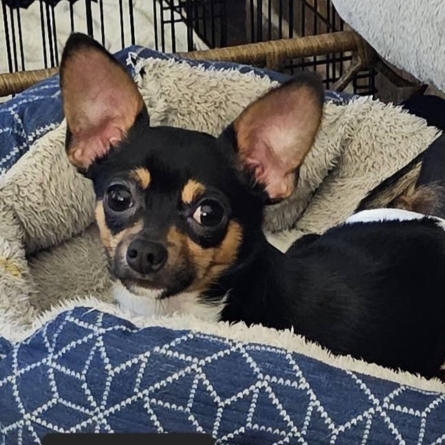 Enlarge Remi, an adopted mixed breed in Springfield, MO image 2/5