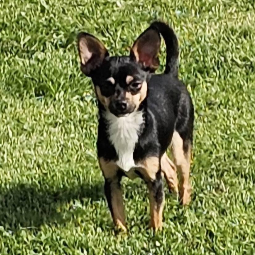 Enlarge Remi, an adopted mixed breed in Springfield, MO image 5/5