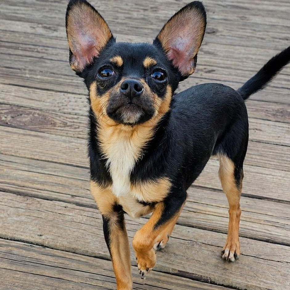 Remi, adopted, Puppy Male Chihuahua.