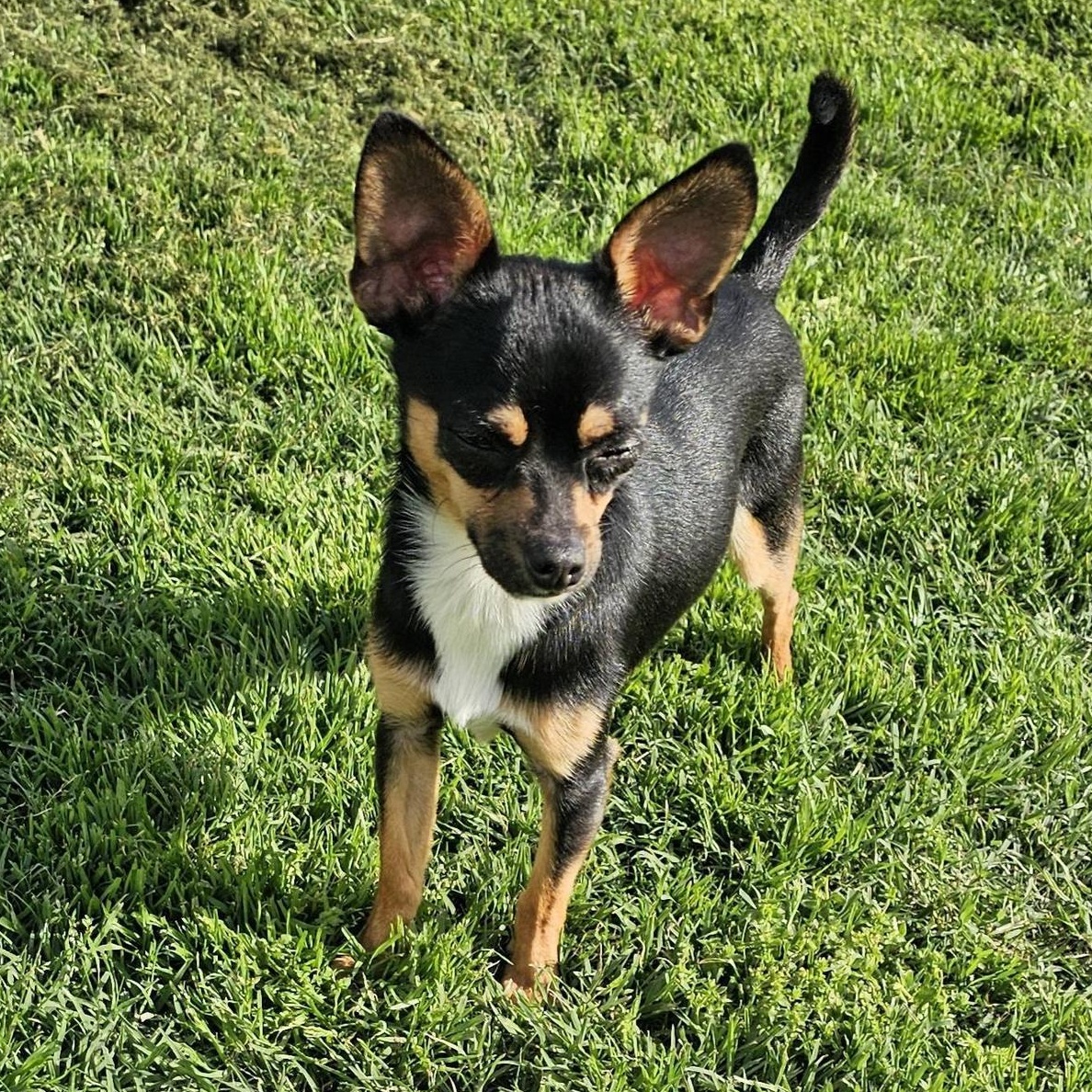 Enlarge Remi, an adopted mixed breed in Springfield, MO image 3/5