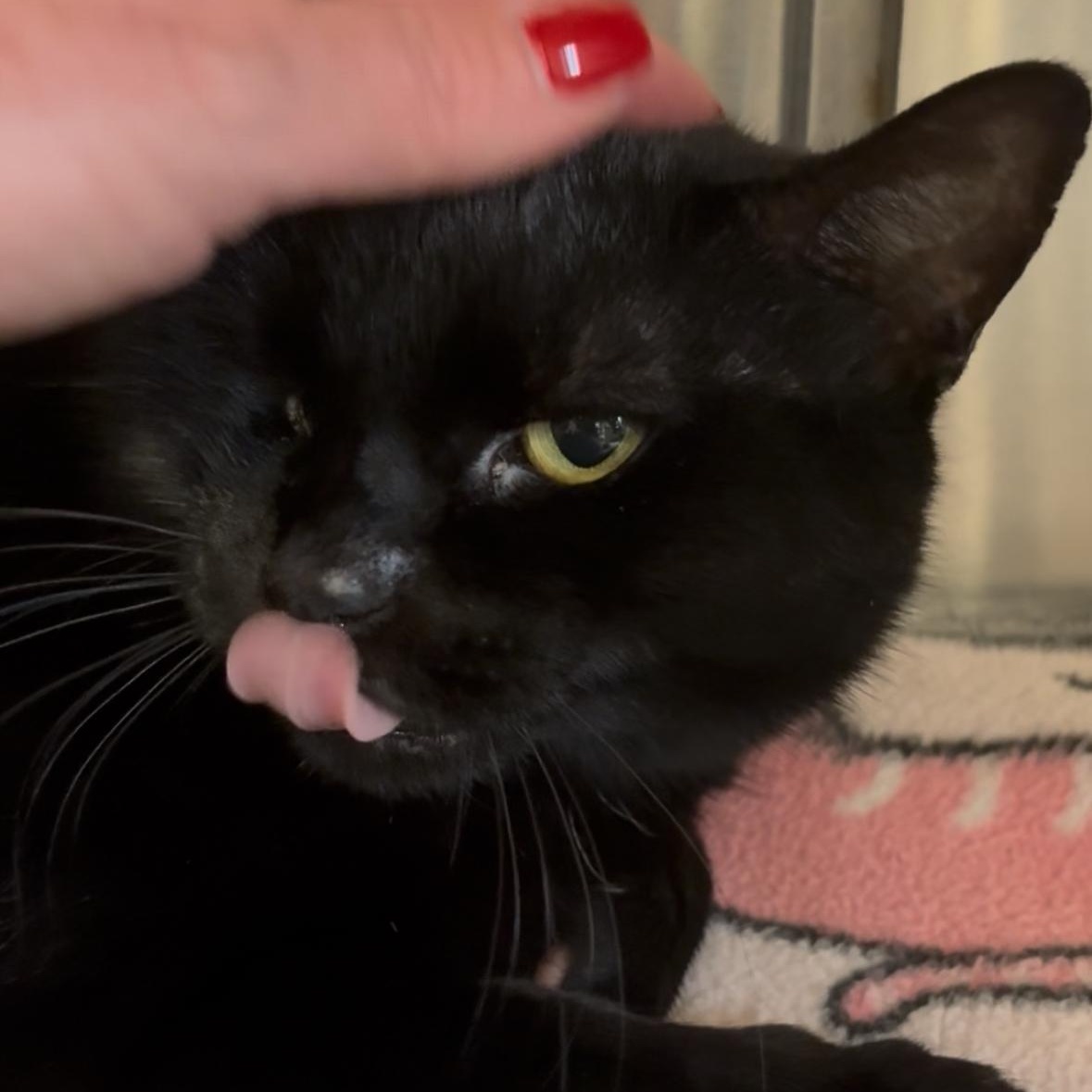 Bern, Adult Female Domestic Short Hair