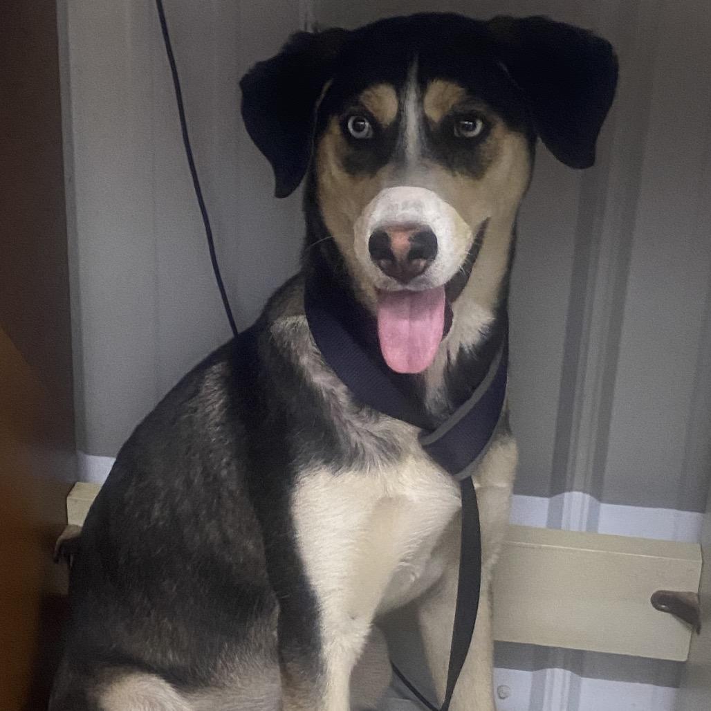Enlarge Violet, a Adoptable Mixed Breed in Corbin, KY image 1/1