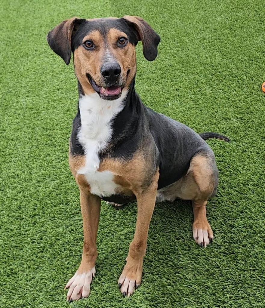 Enlarge Snickerdoodle, a ADOPTABLE mixed breed in Frankfort, KY image 1/3