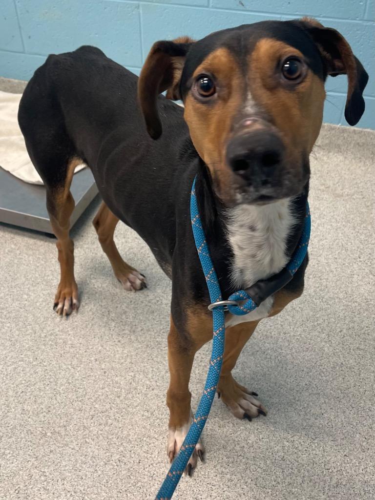 Enlarge Snickerdoodle, a ADOPTABLE mixed breed in Frankfort, KY image 3/3