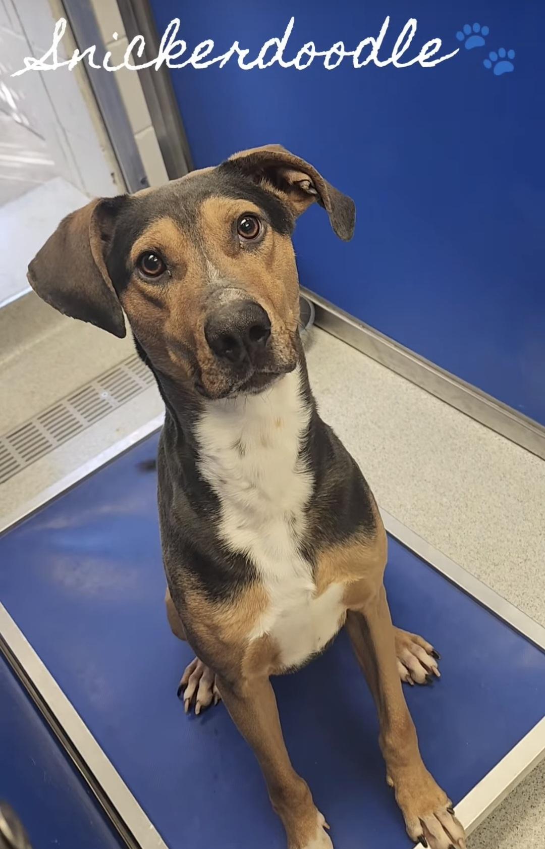 Enlarge Snickerdoodle, a ADOPTABLE mixed breed in Frankfort, KY image 2/3