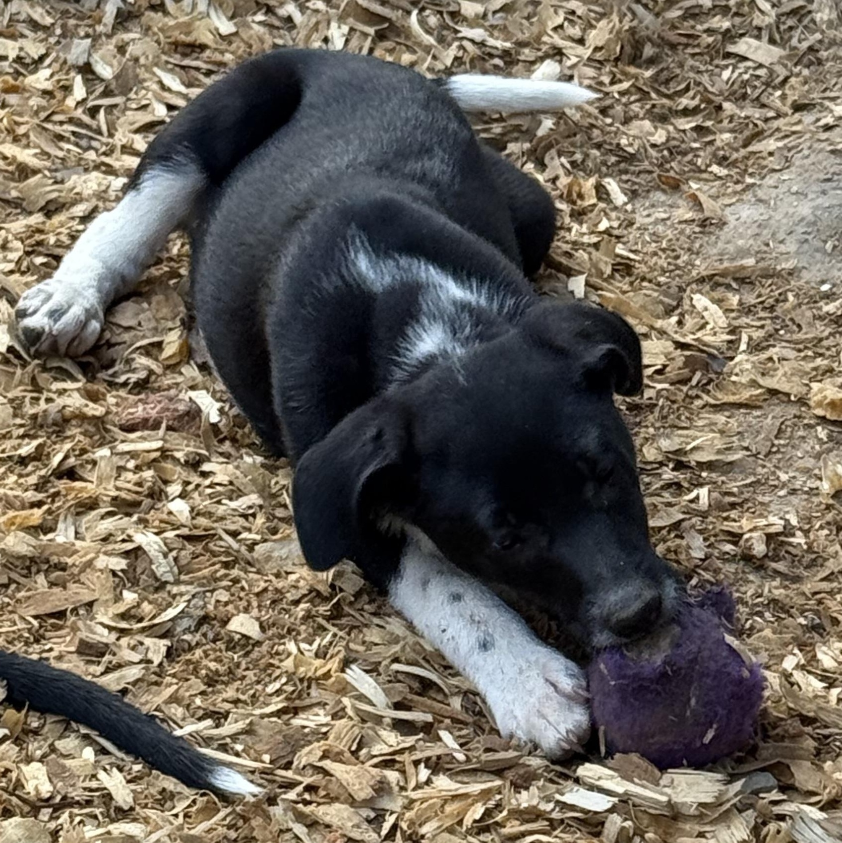 Enlarge Duchess, an adopted mixed breed in Fredericksburg, VA image 4/4