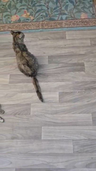 Enlarge Dominique, a Adoptable Domestic Short Hair in highlands ranch, CO video 5/6