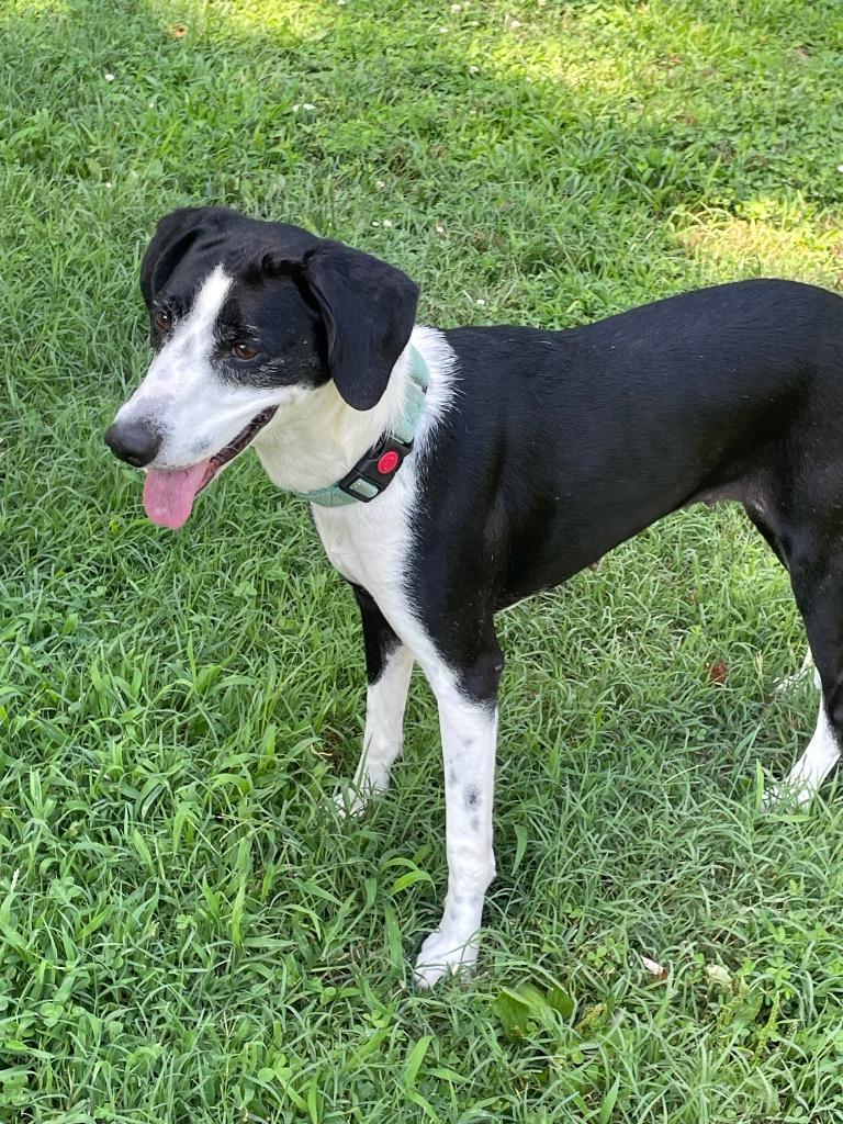 Dahlia, Adoptable, Adult Female Hound.
