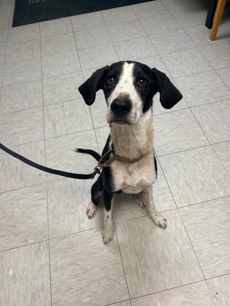 Dahlia, Adoptable, Adult Female Hound.