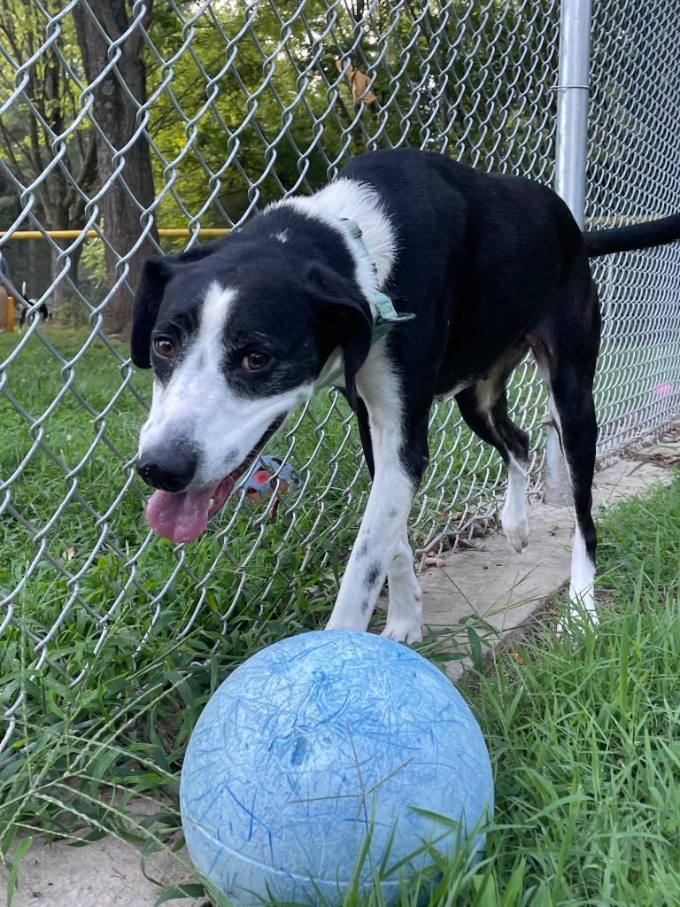 Dahlia, a Adoptable Hound in Mineral, VA image 3/3