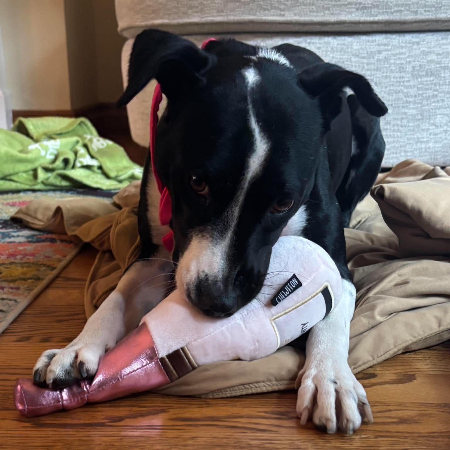 Enlarge Dixi, a Adoptable mixed breed in Milton, ON image 4/6