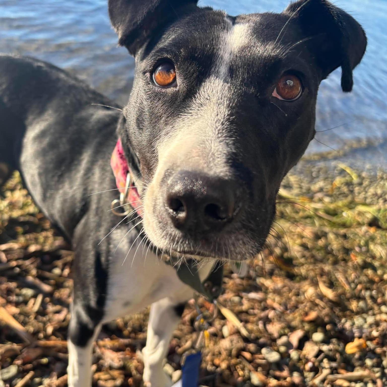 Enlarge Dixi, a Adoptable mixed breed in Milton, ON image 2/6