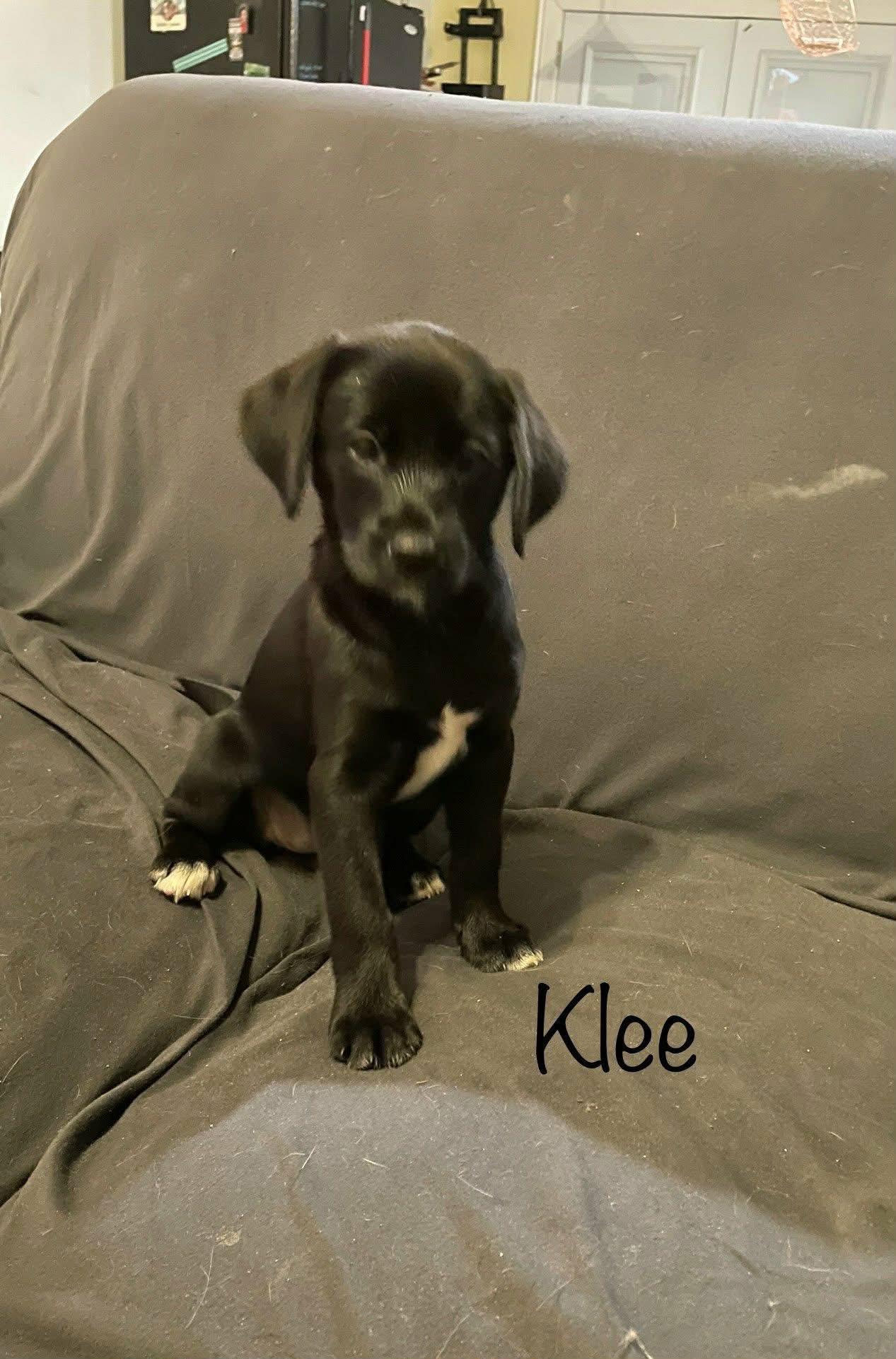 Klee, ADOPTABLE, Puppy Female Labrador Retriever.