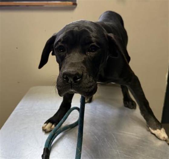 Enlarge BUTTERBALL, a Adoptable mixed breed in Redlands, CA image 1/1