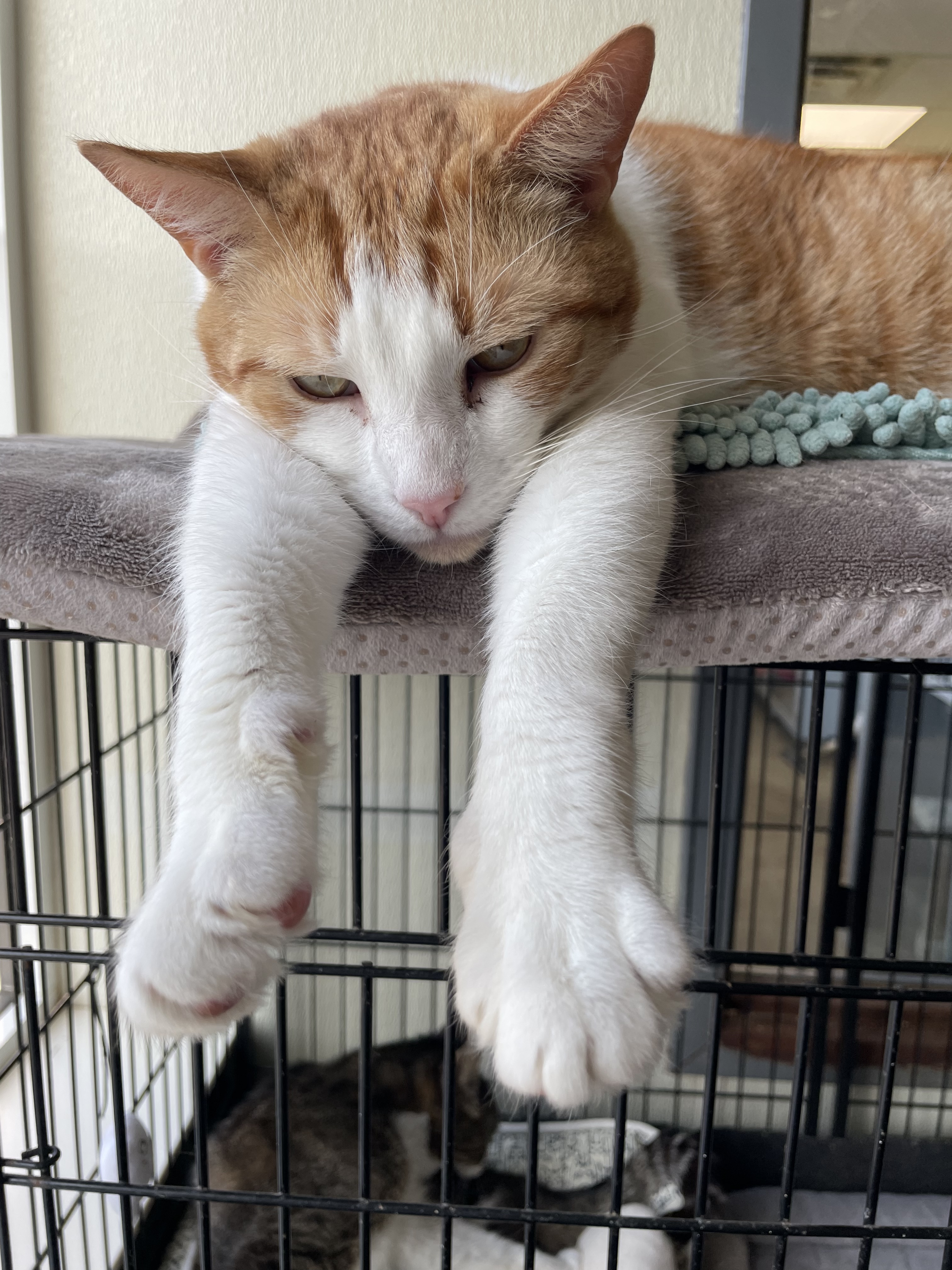 Sebastian, a Adoptable Domestic Short Hair in Lambertville, NJ image 4/6