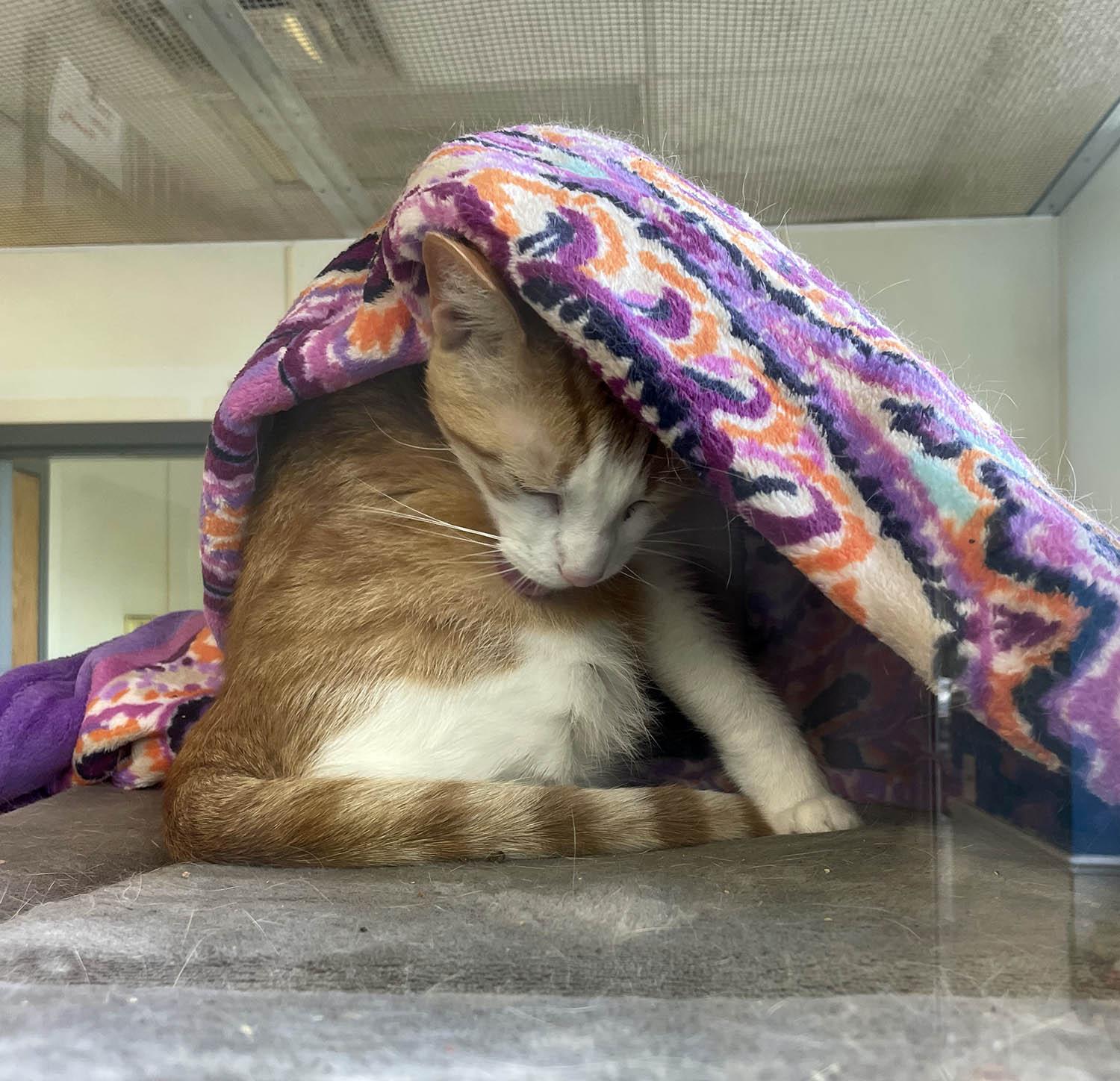 Sebastian, a Adoptable Domestic Short Hair in Lambertville, NJ image 3/6