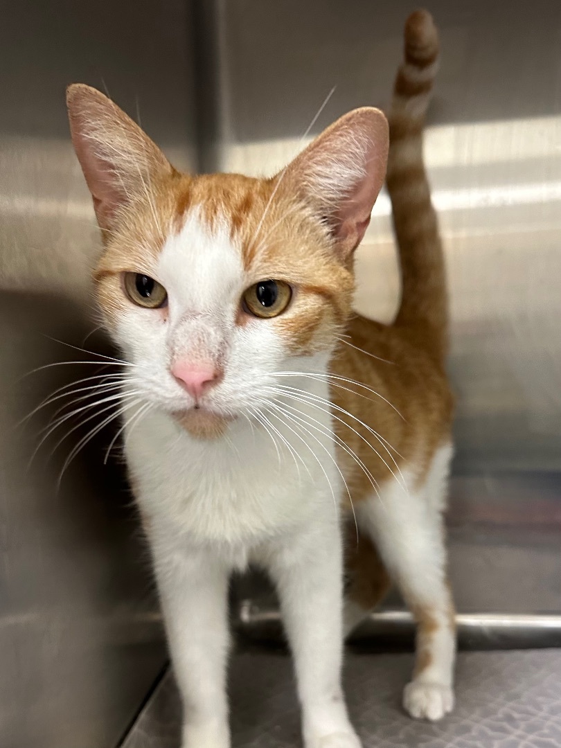 Sebastian, a Adoptable Domestic Short Hair in Lambertville, NJ image 2/6