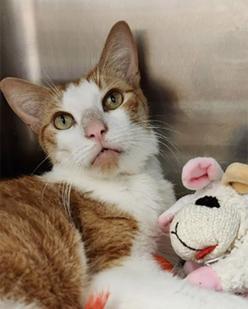 Sebastian, a Adoptable Domestic Short Hair in Lambertville, NJ image 5/6