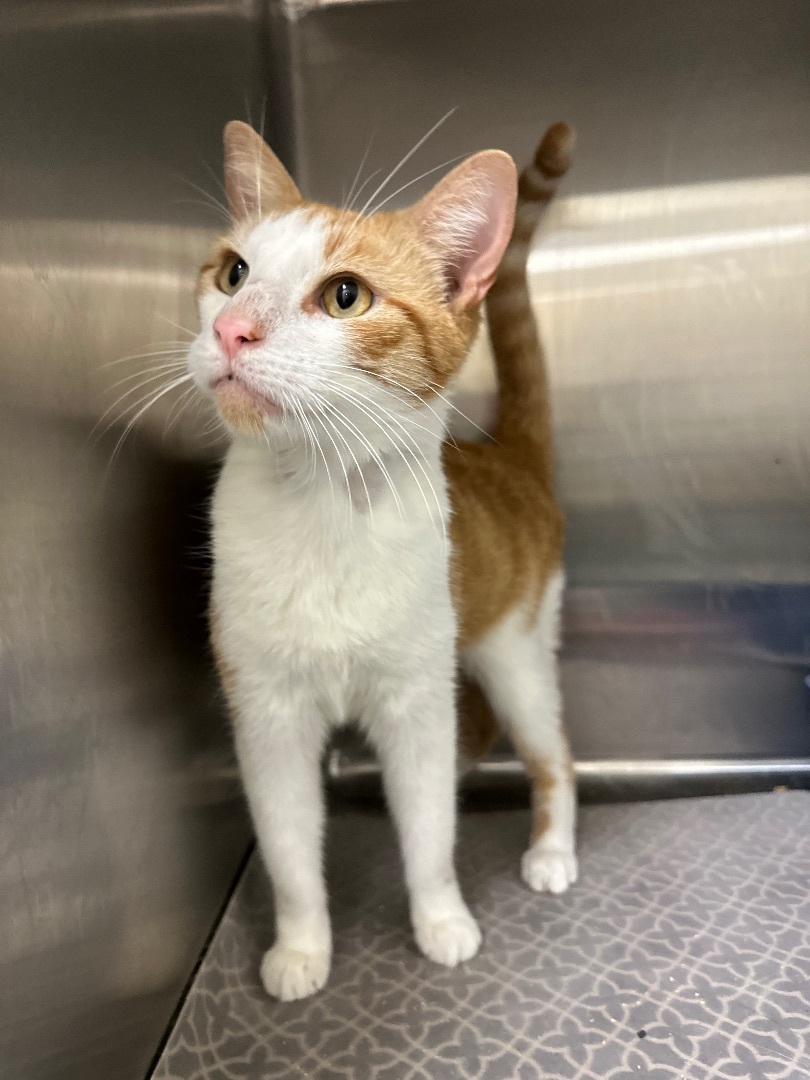 Sebastian, a Adoptable Domestic Short Hair in Lambertville, NJ image 1/6