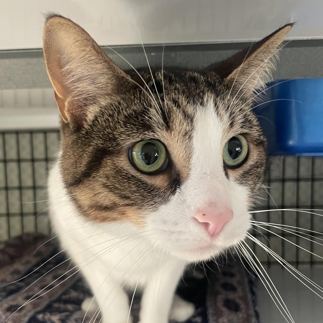 Tuna Melt, Adoptable, Adult Male Domestic Short Hair.