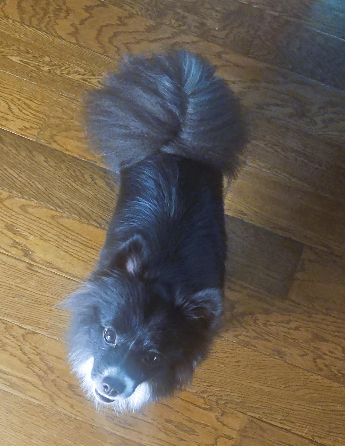 Enlarge Koda, a Adoptable Pomeranian in Austin, TX image 3/4