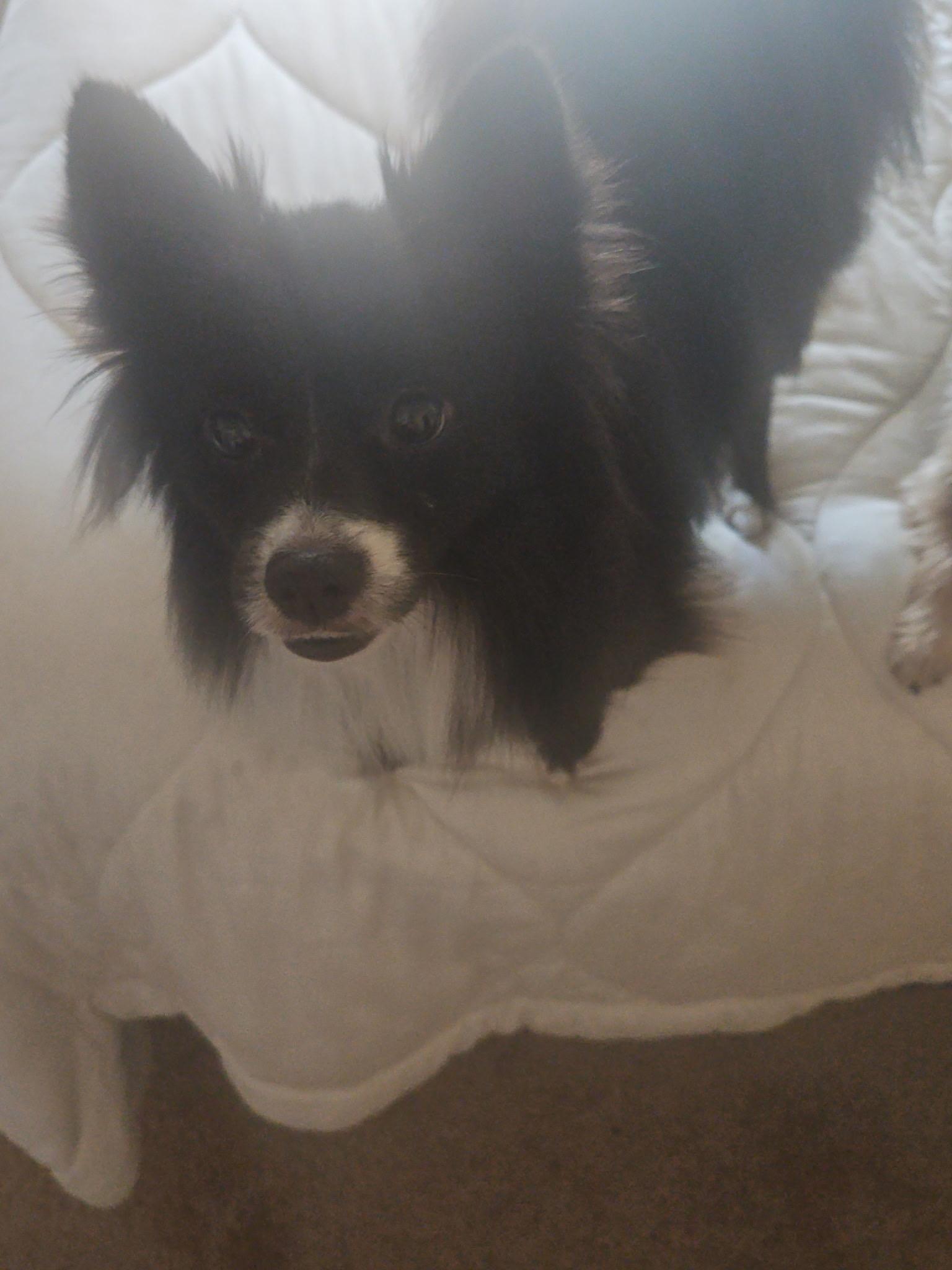Enlarge Koda, a ADOPTABLE Pomeranian in Austin, TX image 2/3