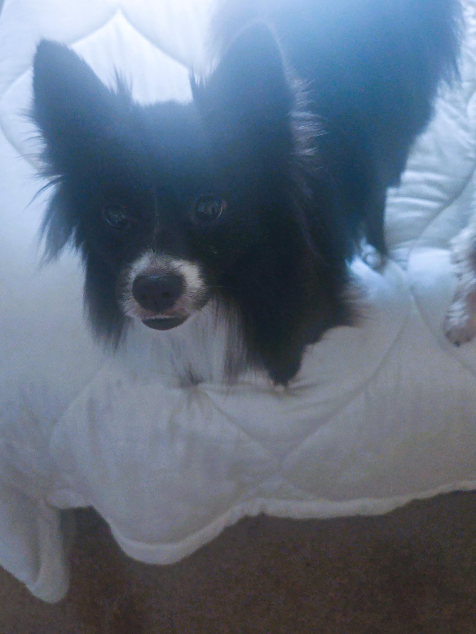 Enlarge Koda, a Adoptable Pomeranian in Austin, TX image 2/4