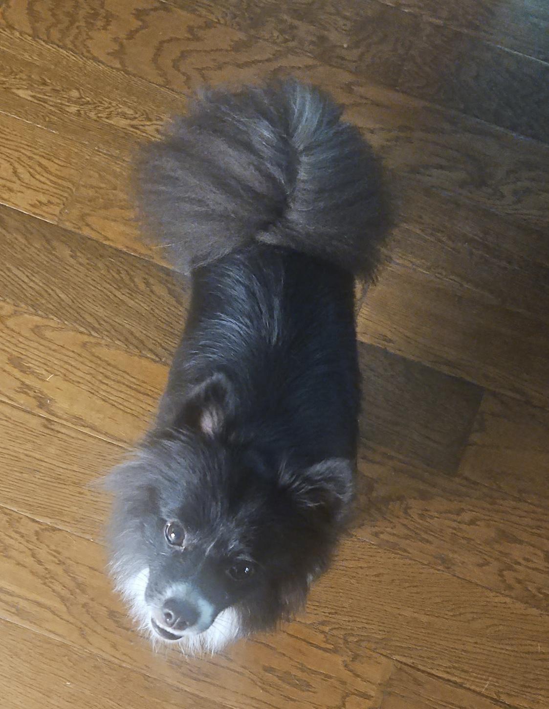 Enlarge Koda, a ADOPTABLE Pomeranian in Austin, TX image 1/3