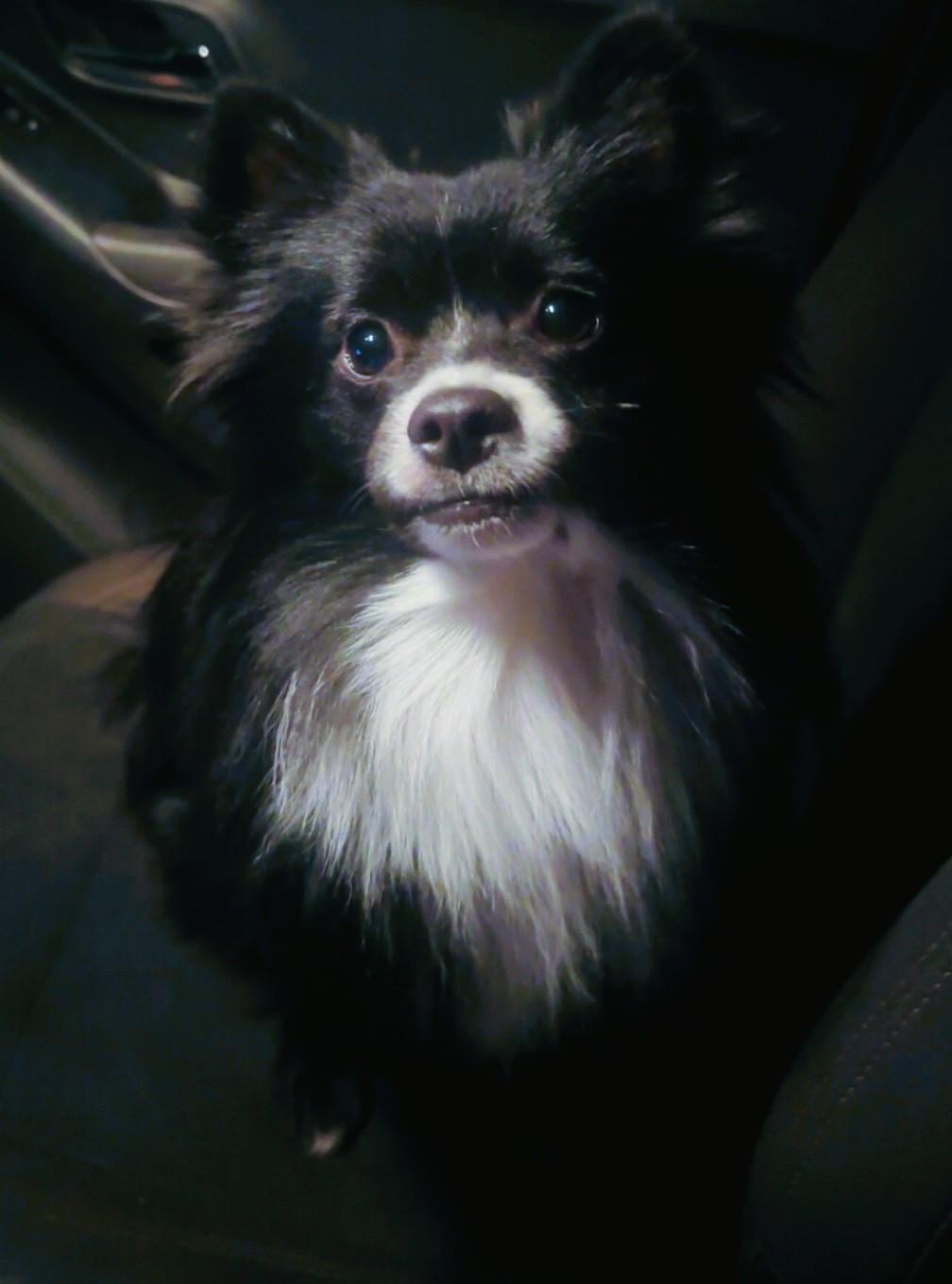 Enlarge Koda, a Adoptable Pomeranian in Austin, TX image 1/4