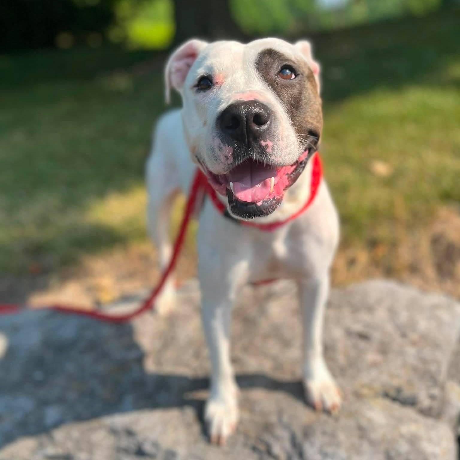 Enlarge Rosita, a ADOPTABLE Terrier in North Syracuse, NY image 3/4