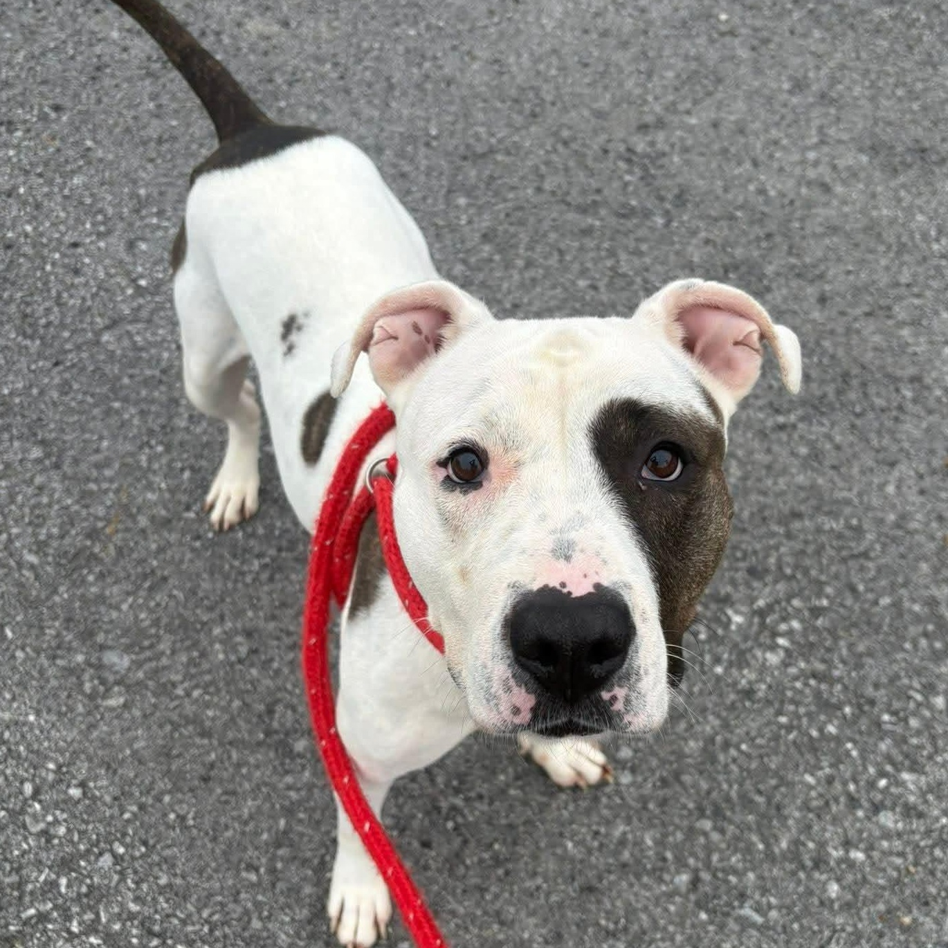Enlarge Rosita, a ADOPTABLE Terrier in North Syracuse, NY image 4/4