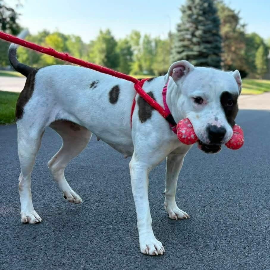 Enlarge Rosita, a ADOPTABLE Terrier in North Syracuse, NY image 2/4