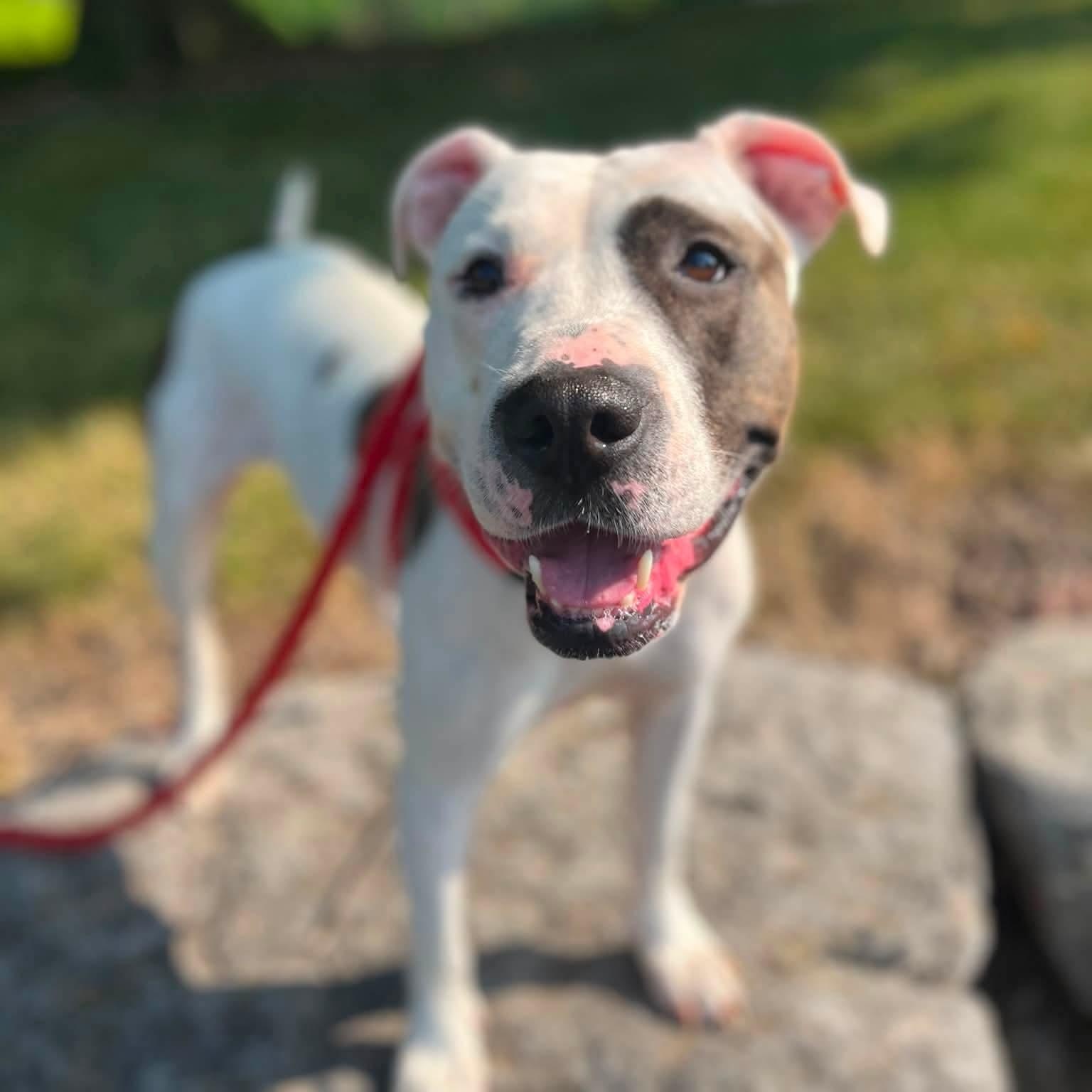 Rosita, ADOPTABLE, Young Female Terrier.