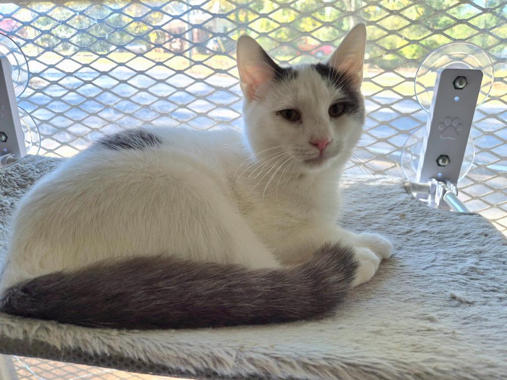 Po' Boi, Adoptable, Young Male Domestic Short Hair.