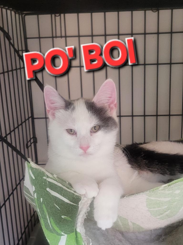 Enlarge Po' Boi, a Adoptable mixed breed in Rome, GA image 2/3