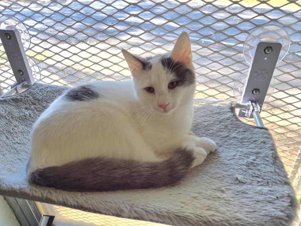 Enlarge Po' Boi, a Adoptable mixed breed in Rome, GA image 3/3