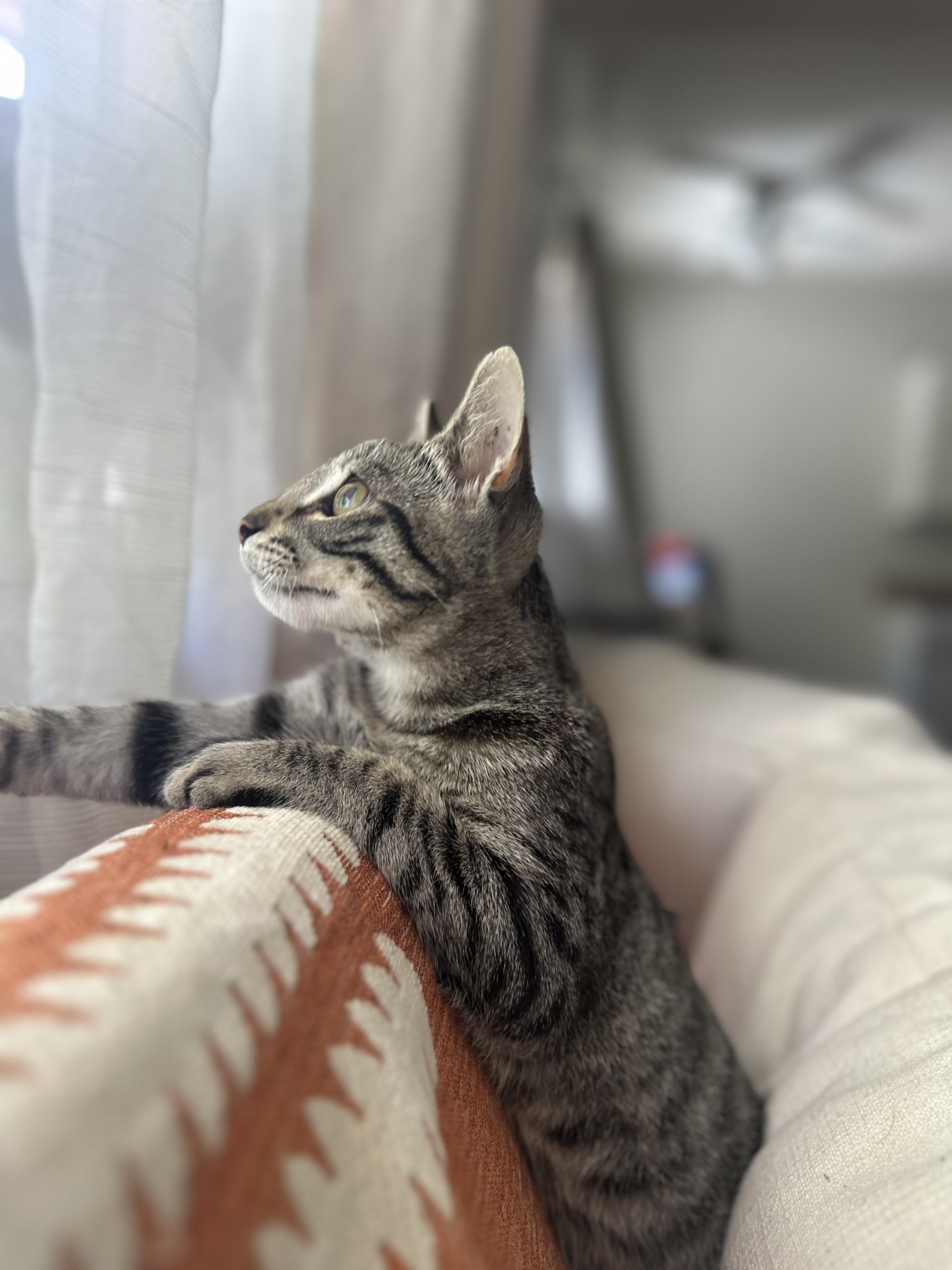 Scout
