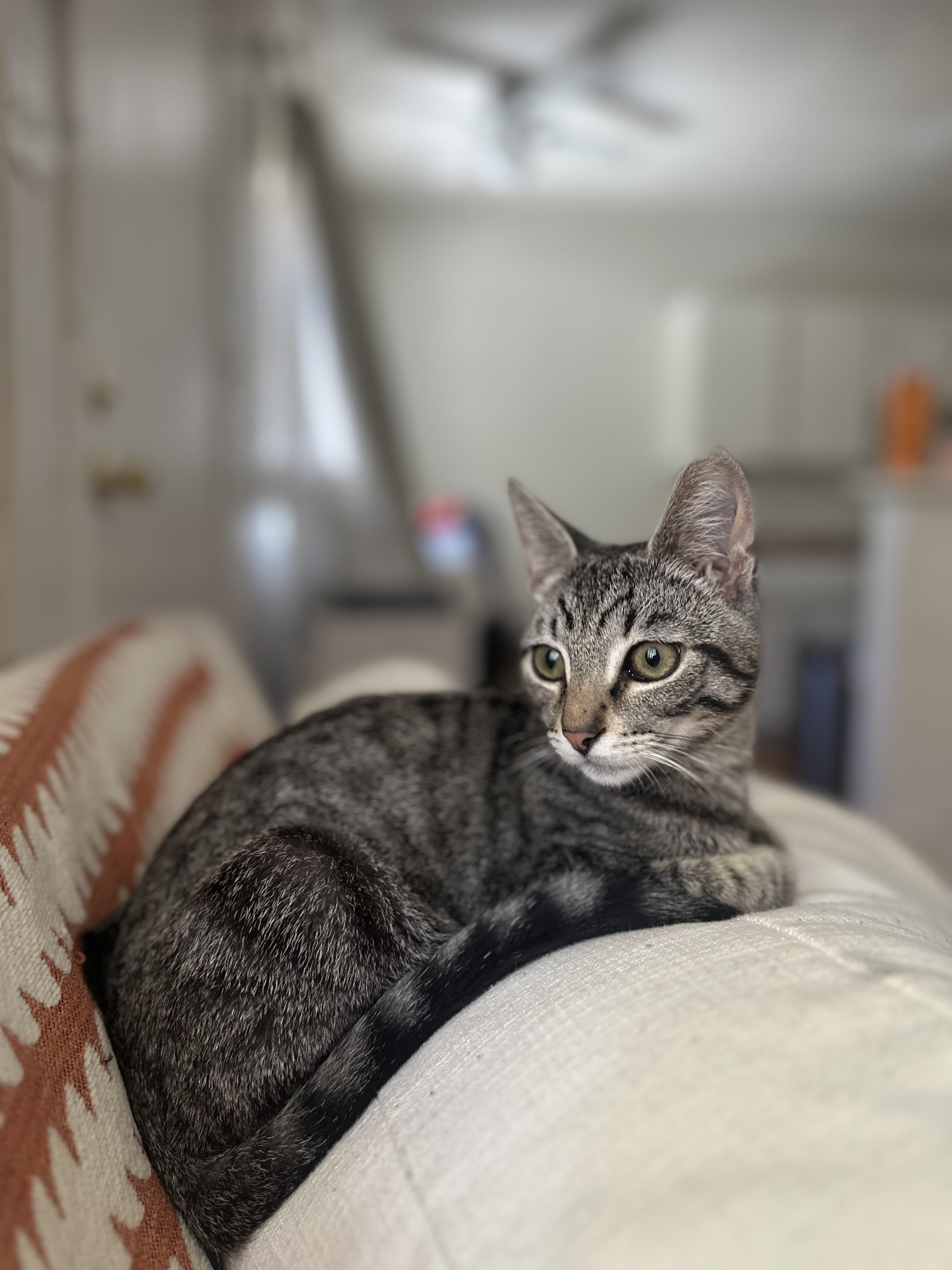 Scout